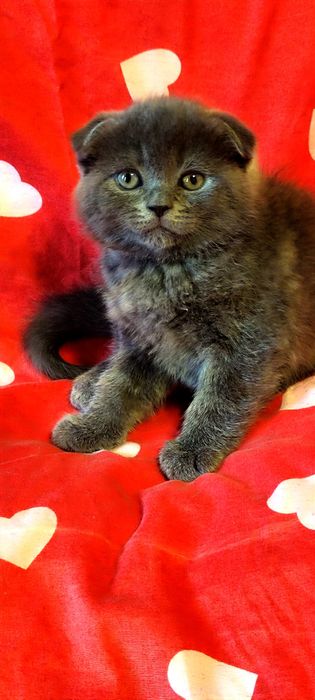 Продаются шотландские вислоухие