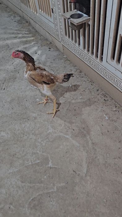 Nems o shamo privaznoy