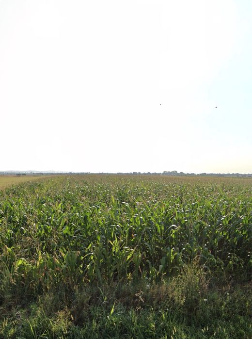 Ofer spre vanzare teren in Strejnicu