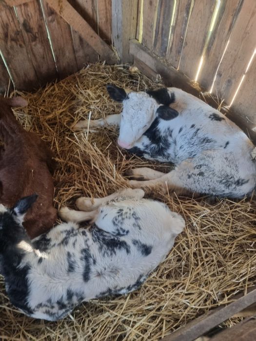 Vand 4 vitei belgieni si 3 baltati