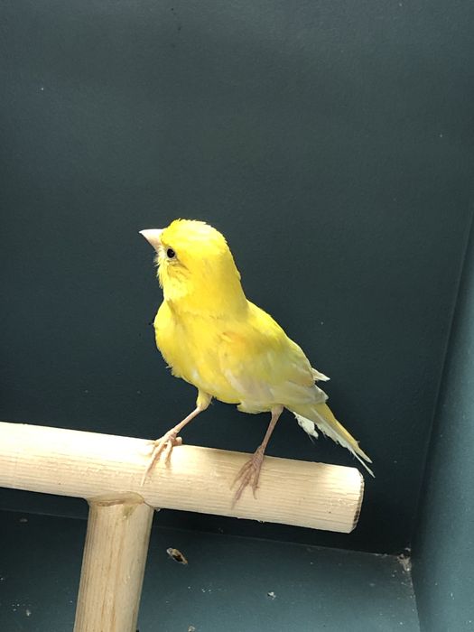 Канарейка (кенор) поющий