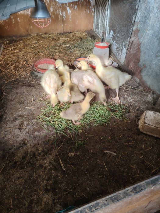 Boboci de gasca românești