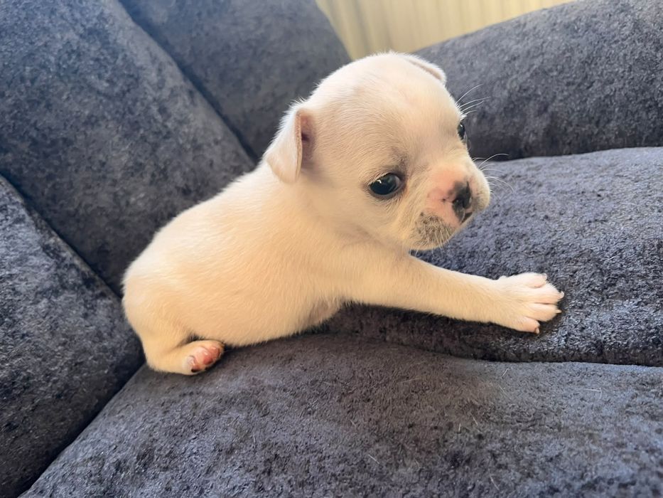 Pui buldog francez  1200 lei