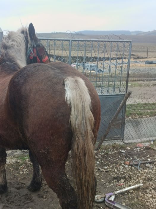 Vând iapa gestantă de patru luni la garanție la trăsături se probează