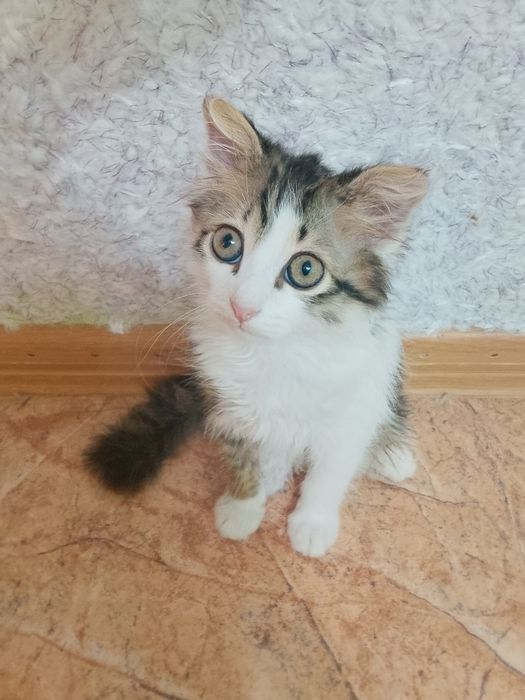 Отдам котенка мальчик