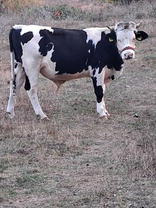 ~vand vitel ,rasa holstein~