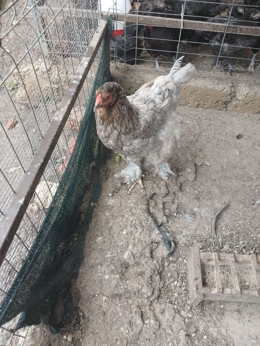 Cocos si găină brahma