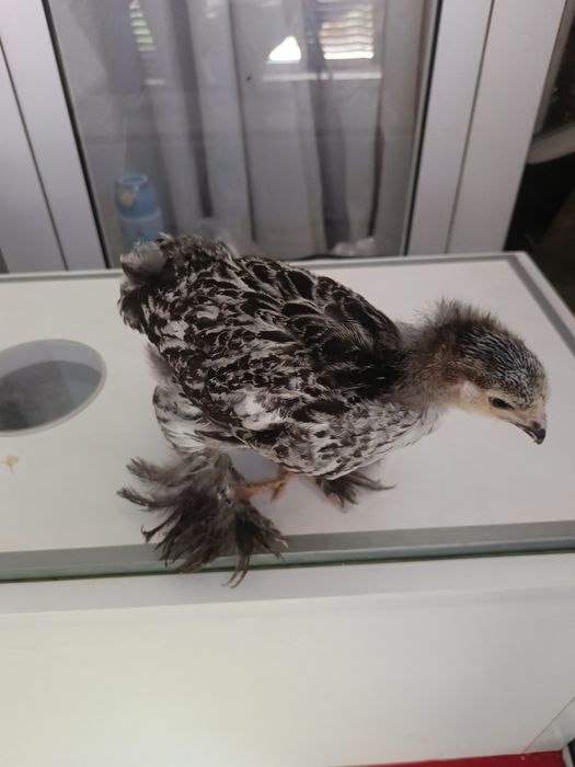 Тоза зотли брама  жужалар!