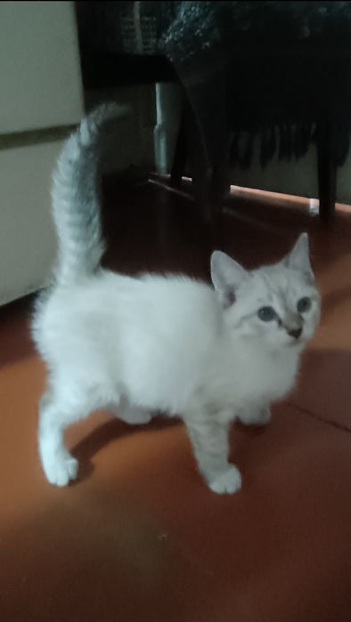 Пристраиваются   котята