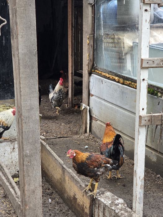 Әтештер! Петухи!