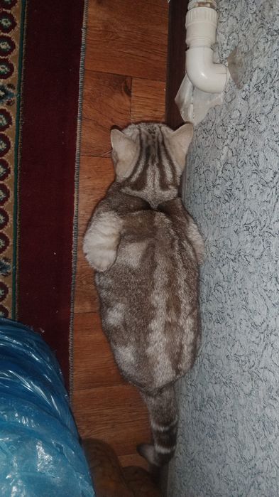 Шотландский кошка возраст 1 год