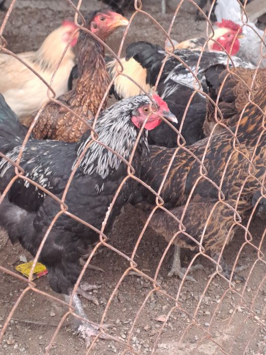 Продам молодые петухов.