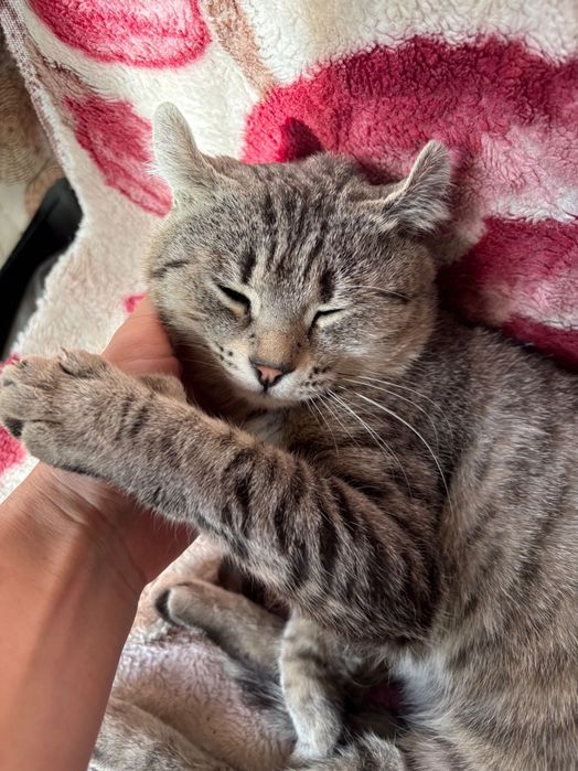 Отдам кота бесплатно