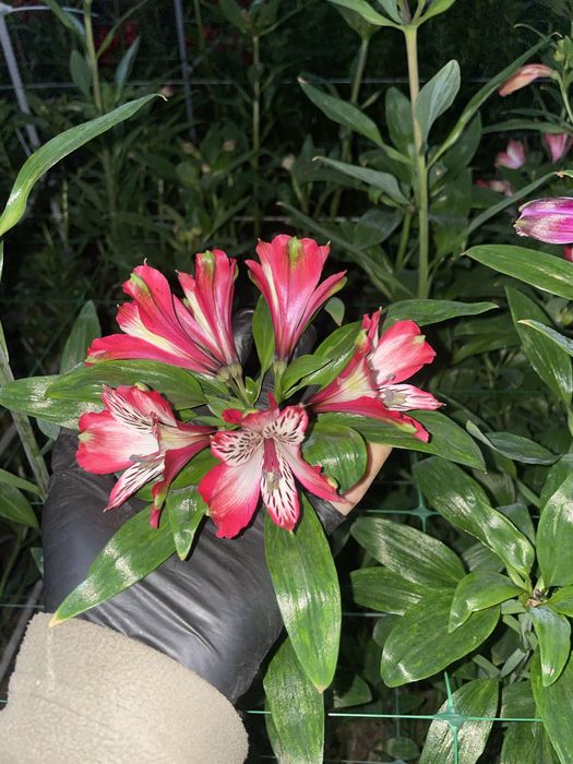 Корни альстромерии