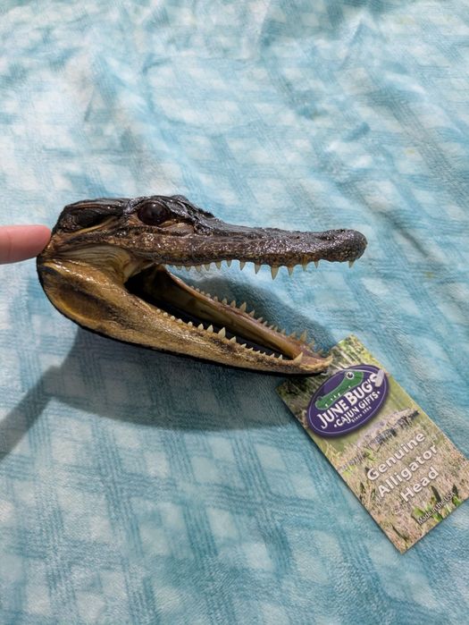 Decorațiune cap de aligator