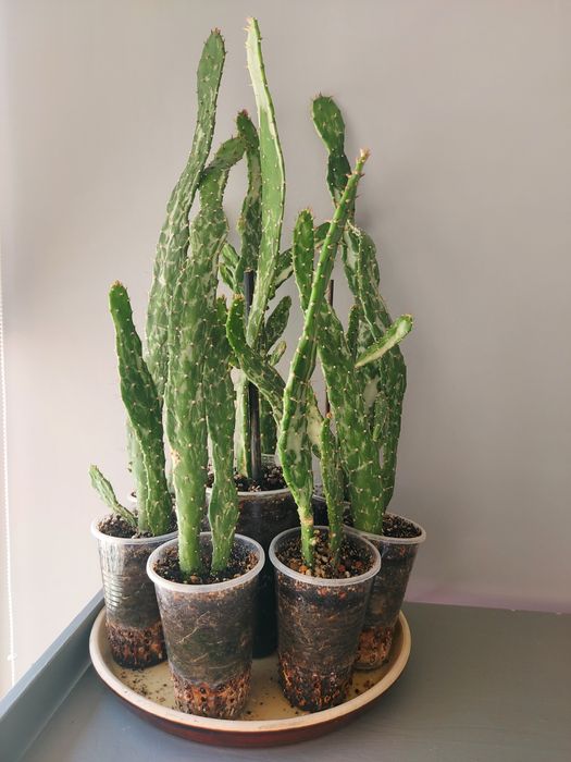 СРОЧНО!!! Продам мраморный кактус