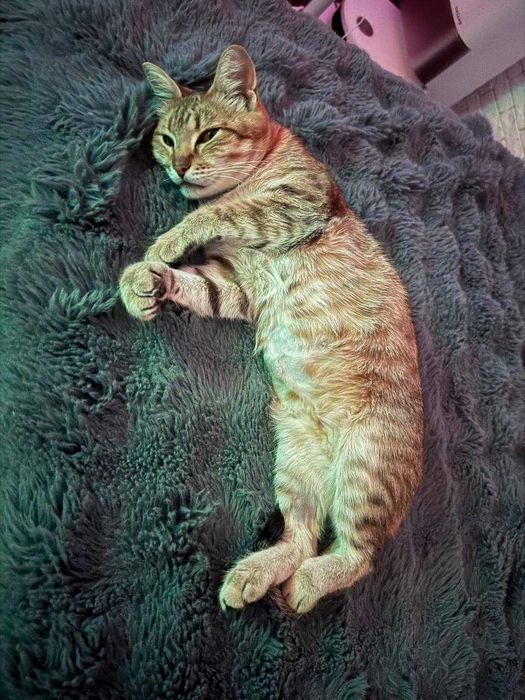 СРОЧНО! Молодая кошечка ищет передержку/дом