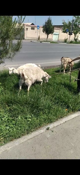 Kami bor Egzakchi Echki 1-ta onasi 2-ta bolasi 1-tasi taka 3-tasi 5 5