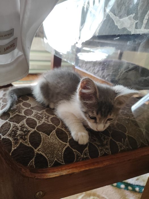 Котенок девочка Ириска