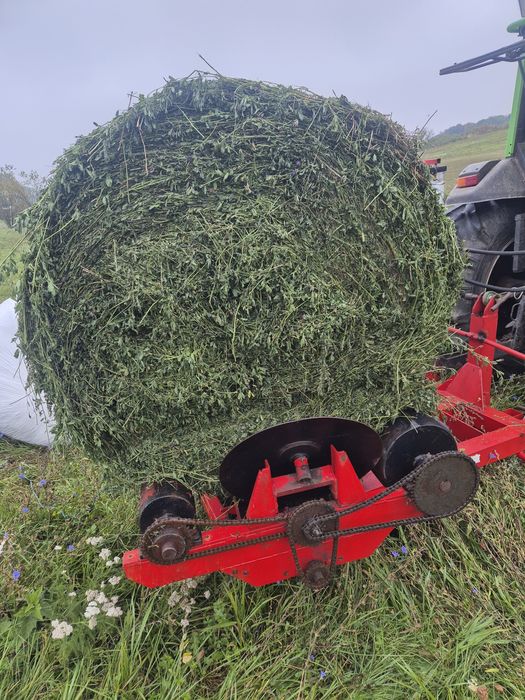 Baloti lucerna infoliata