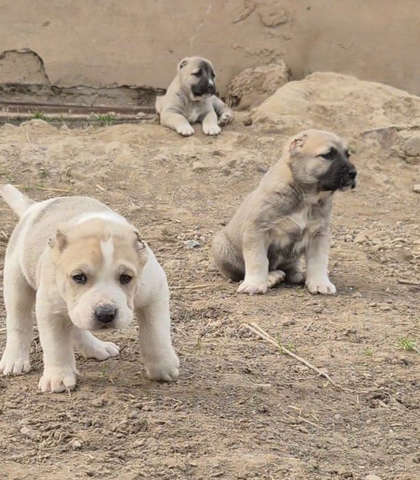 Күшіктер сатылады