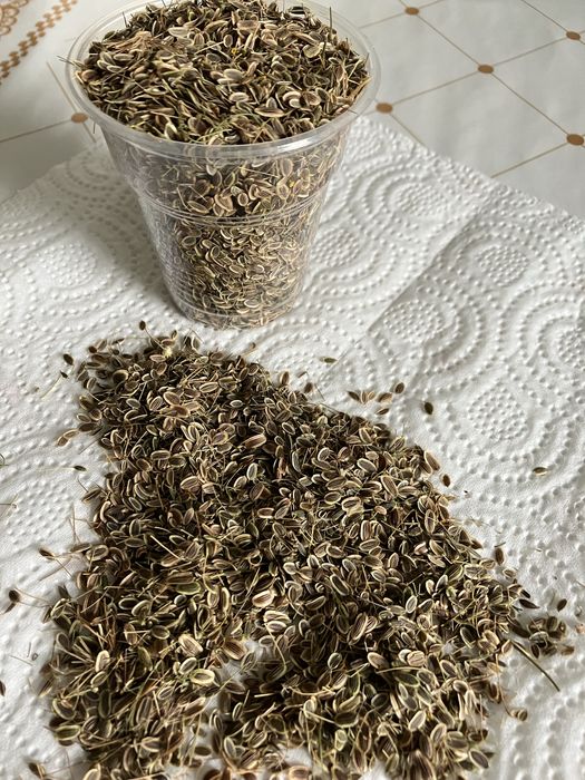 Укроп семена  домашние
