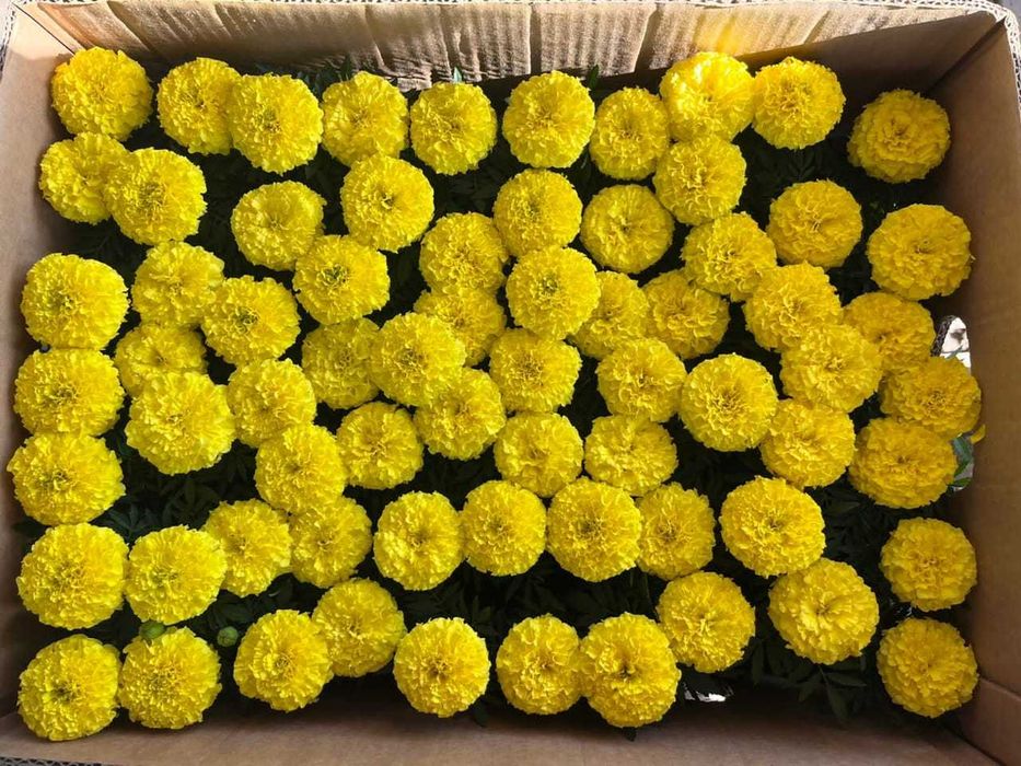 Цветы Петуния,Тагитес, Сальвия, Львиный Зевс, Анютка: 110 тг ...