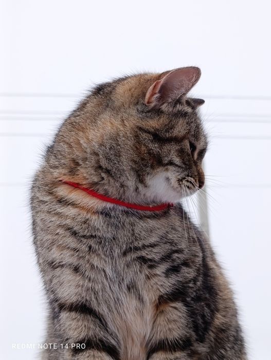 Кошка в добрые руки