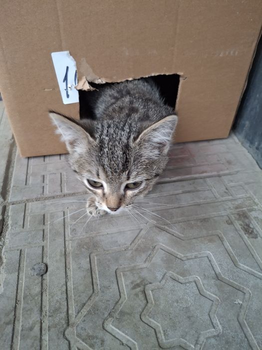 Отдам котенка в хорошие руки