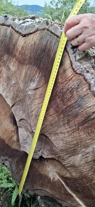 Bustean de nuc si cires pentru blaturi