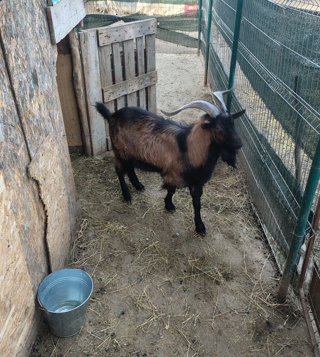 Țap rasa Alpină franceză