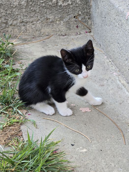 Adoptie pui pisica - Banesti, Prahova