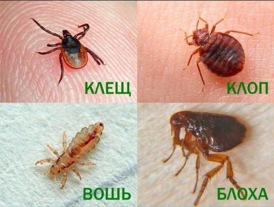 Скидка 10% Дезенфекция дизенфекция дезинфекция дизинфекция dizinfeksiy