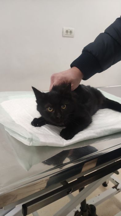 Căutăm Foster pentru un luptător mic .Pisic salvat de pe strada