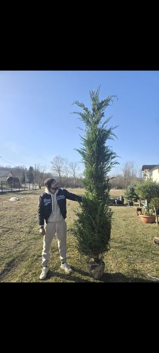 Laylandi mesteacăn platan tei stejar