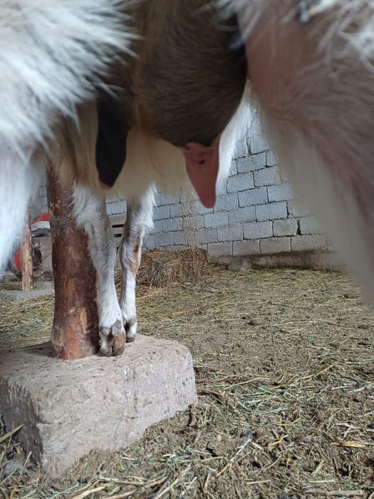 Ешкы сатлады срочно лагымен