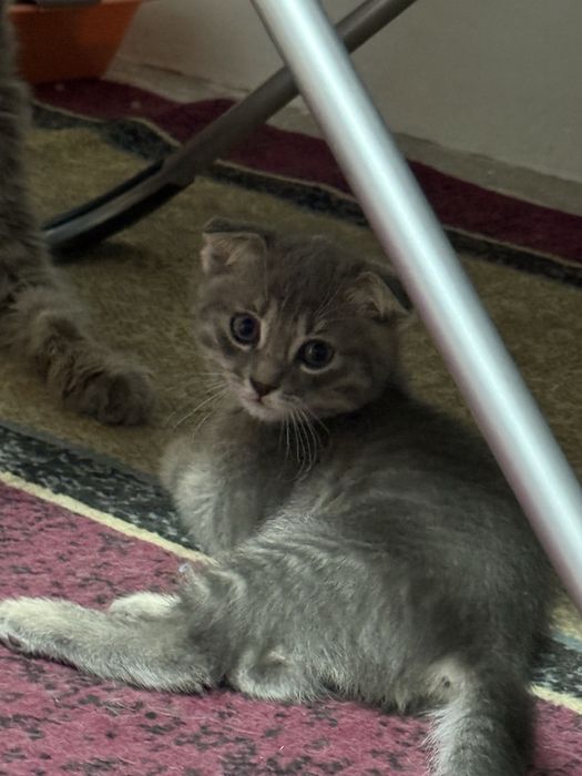 Шатланские котята