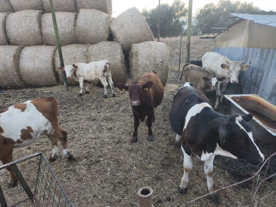 Vând viței bălțați