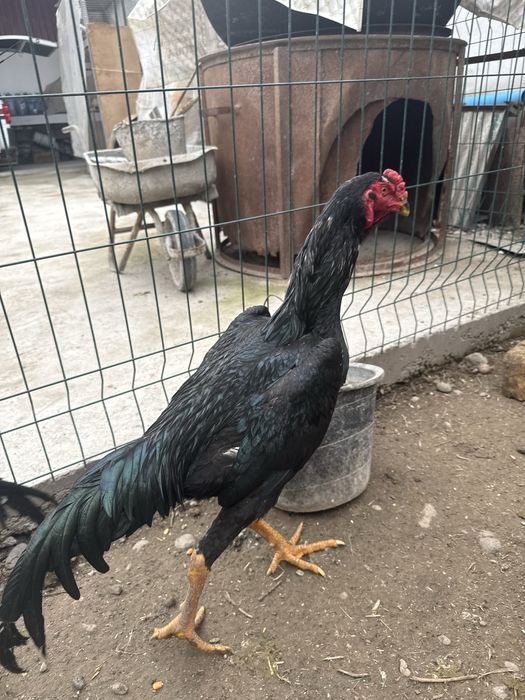 Joja horoz yahshi narsa qiziqanla tel qisin bekorchila bezovda qimasin