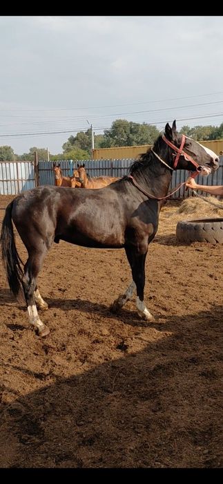 Айғырлыққа сатылады екі жасар