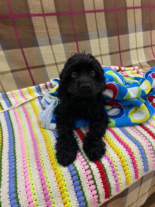 Пропала любимая собака! Черный Кокер Спаниель.