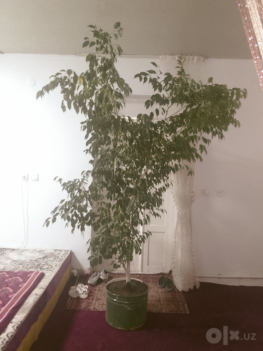 Fiks darahti sotiladi