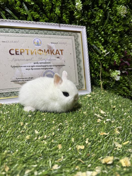 мини кролики декоративные