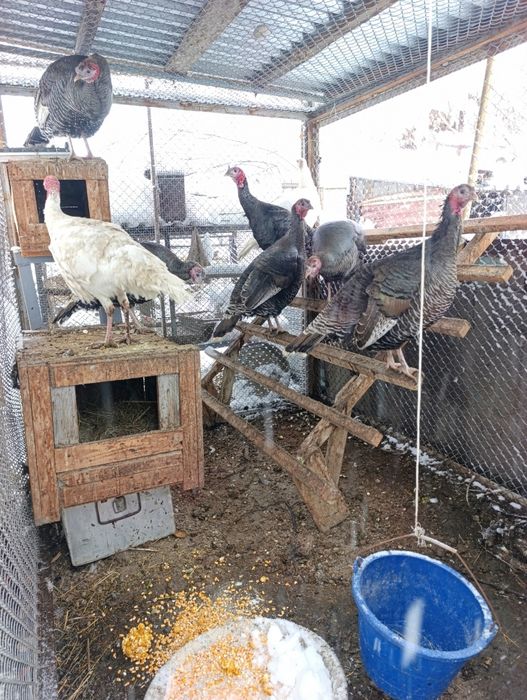 Индюк индюки индюки