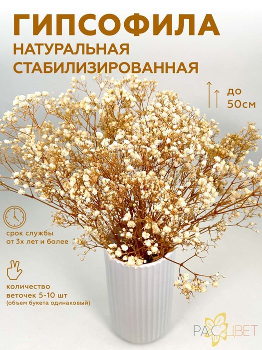 Сухоцветы / Гипсофилы букет