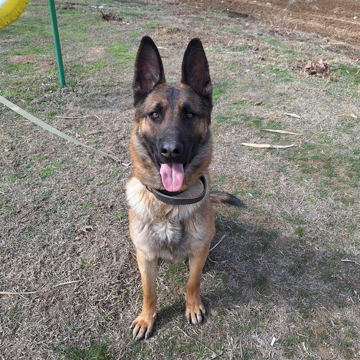 Белгейски овчарка малинуа