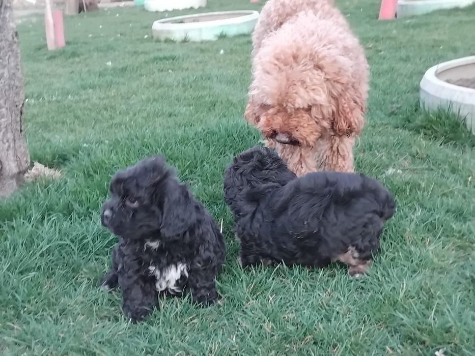 Caniche  pitic  shihpoo.