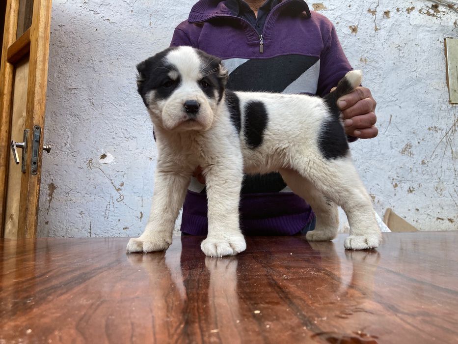 Щенок Алабая ( девочка ) чистокровная