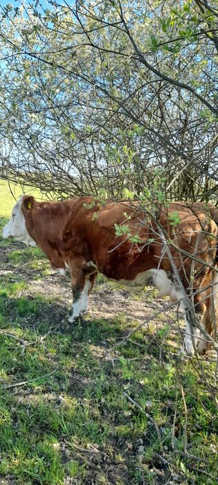 Vacă bălțată romînească  fătată, a treia oară.