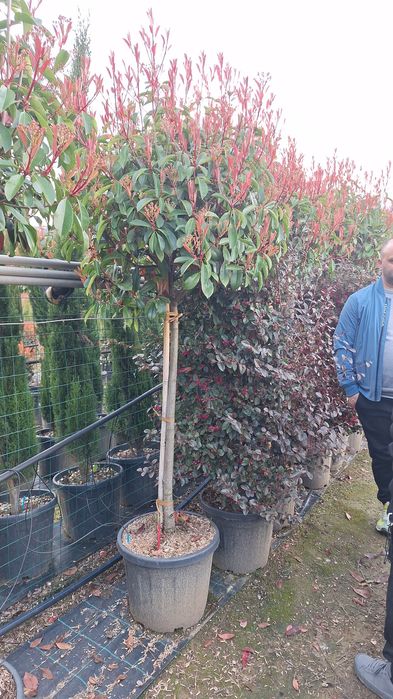 Plante ornamentale pentru gradina